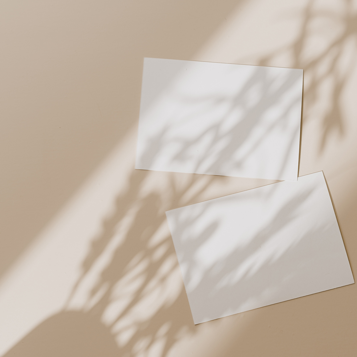White Sheets of Paper with Plant Shadow 